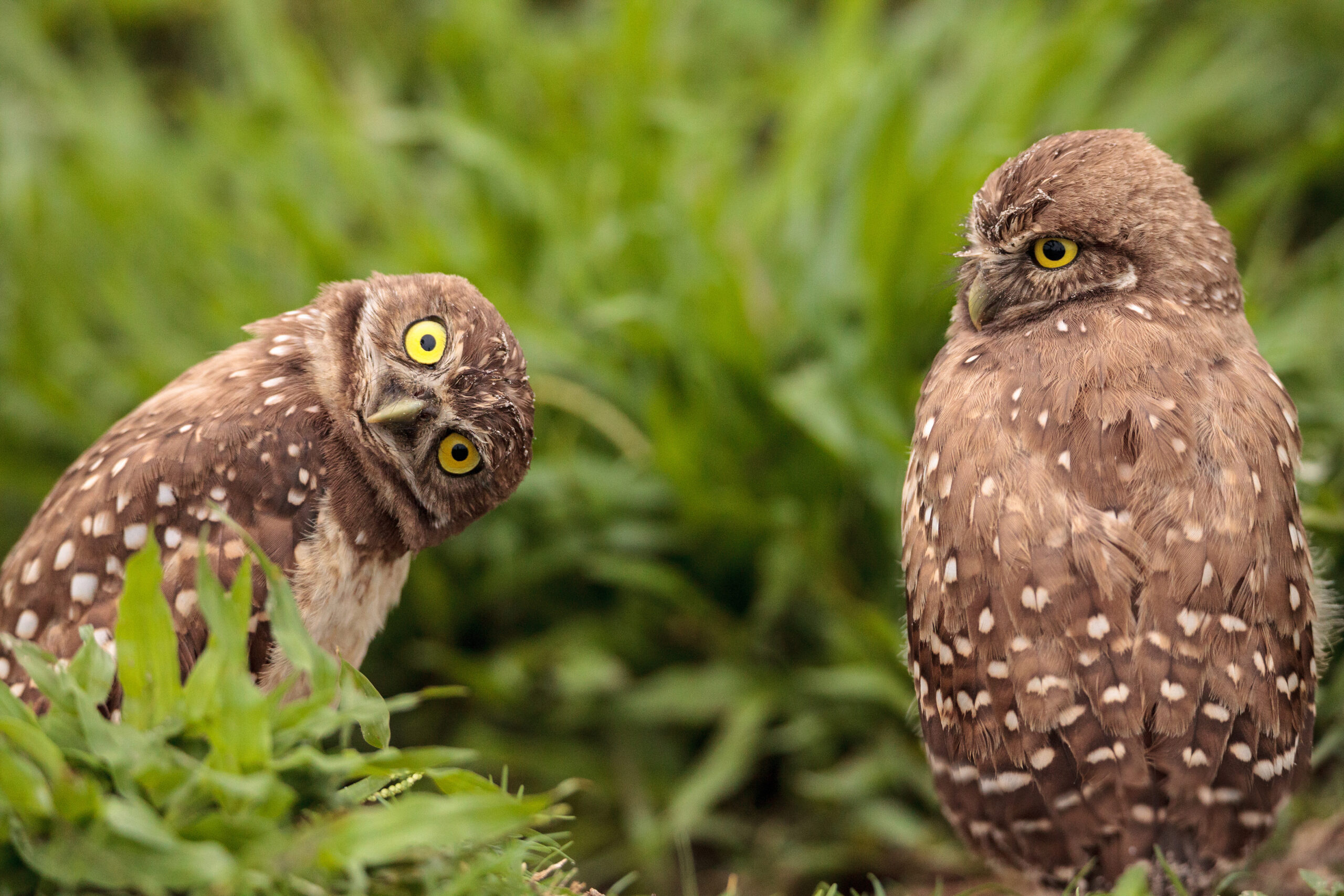 Funny Burrowing owl Athene cunicularia tilts its head outside its burrow